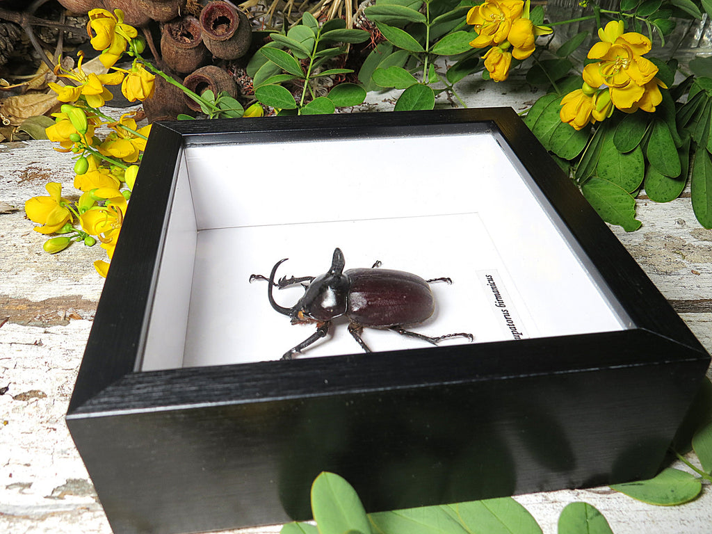 Eupatorus birmanicus 