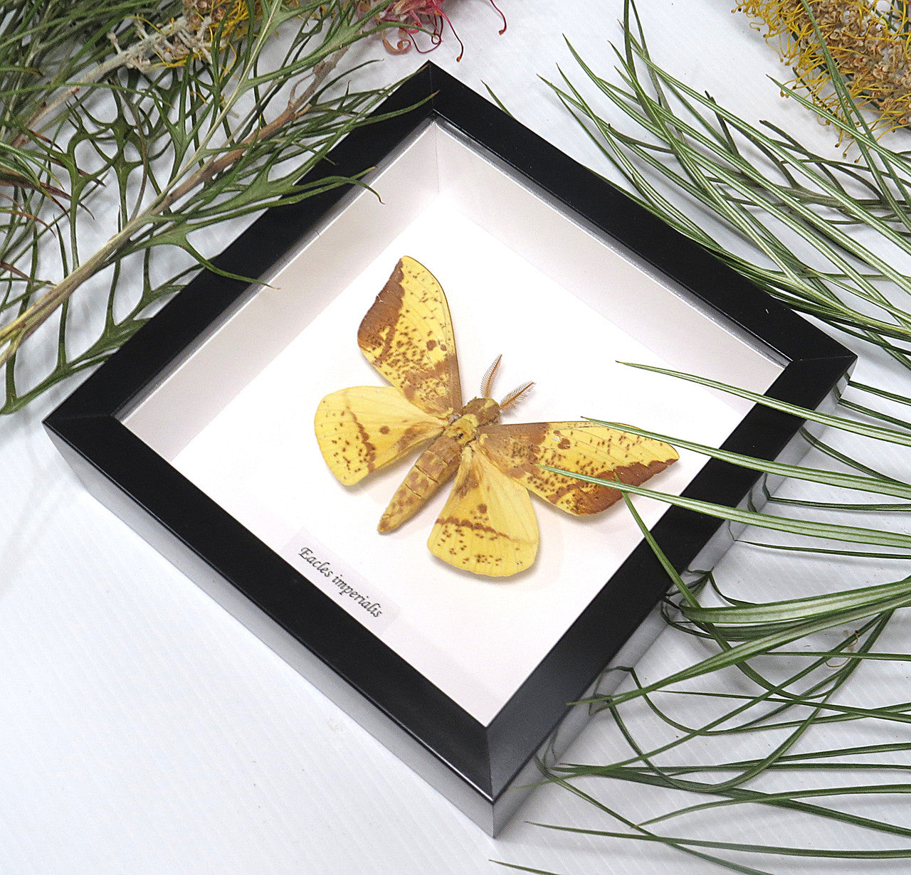 Eacles imperialis moth med