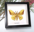 Eacles imperialis