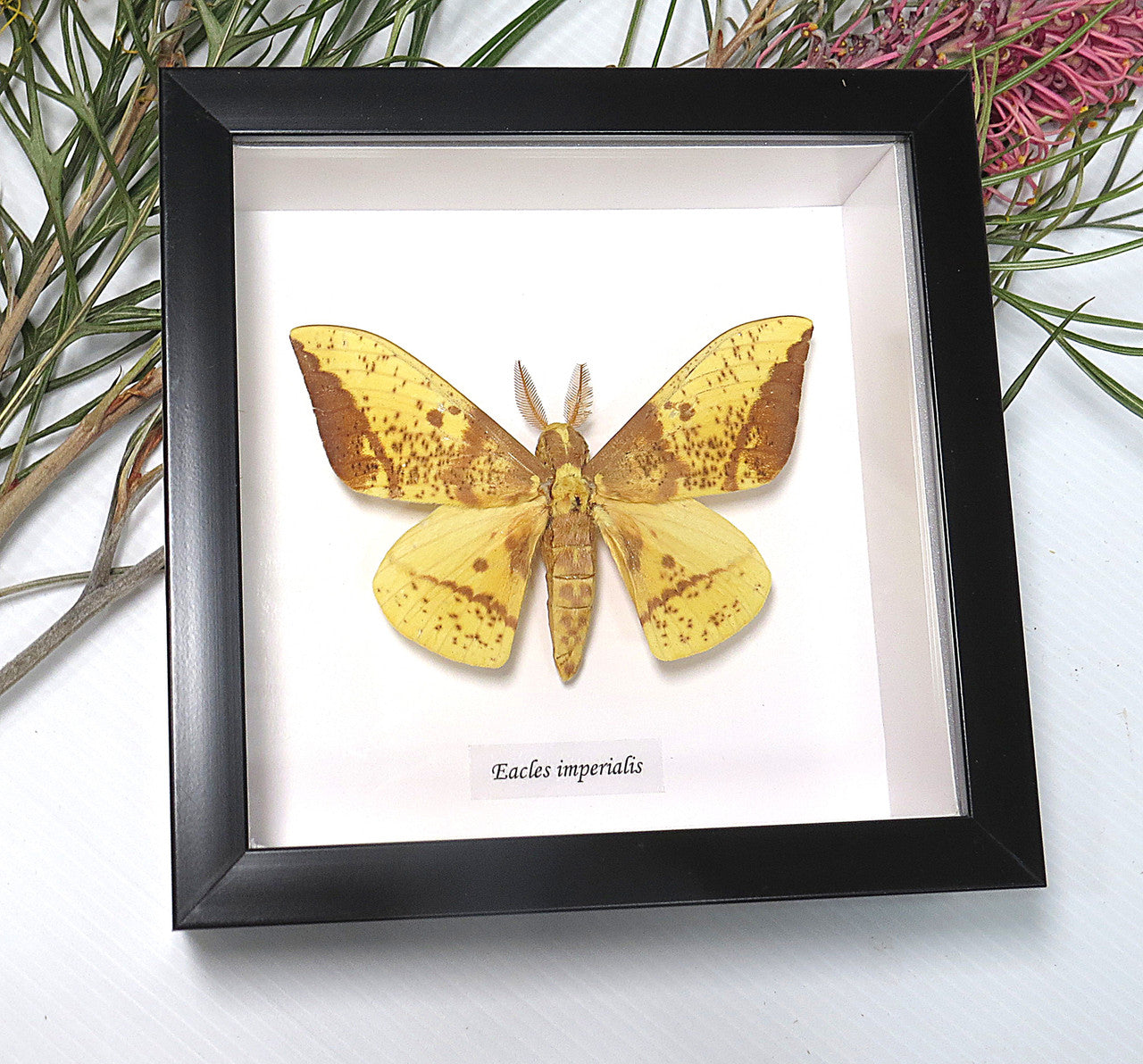 Eacles imperialis