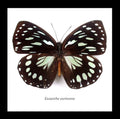 Real Butterfly in shadowbox Euxanthe eurinome Bits&Bugs 