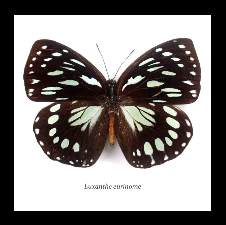 Real Butterfly in shadowbox Euxanthe eurinome Bits&Bugs 