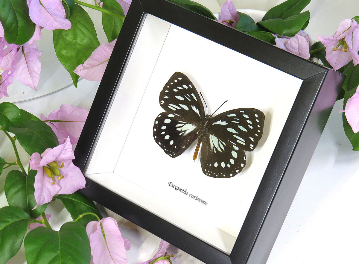 Real Butterfly in shadowbox Euxanthe eurinome Bits&Bugs 