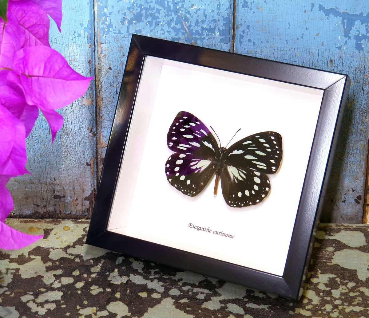 Real Butterfly in shadowbox Euxanthe eurinome Bits&Bugs 