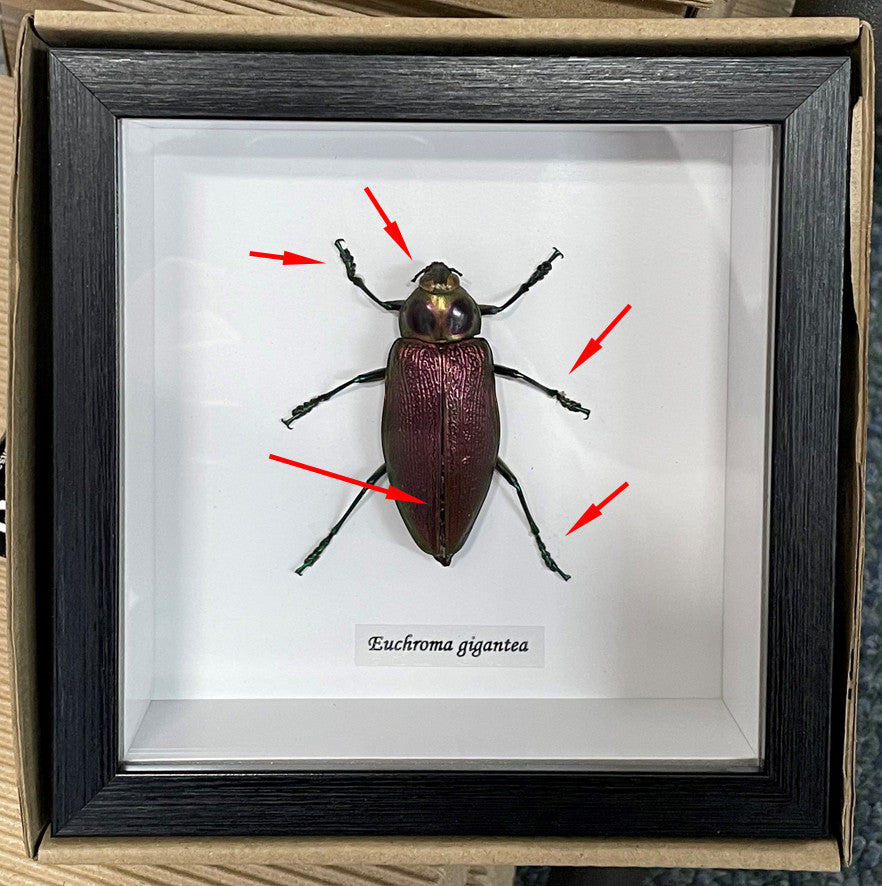 Euchroma gigantea ( label front ) (Special - no returns)