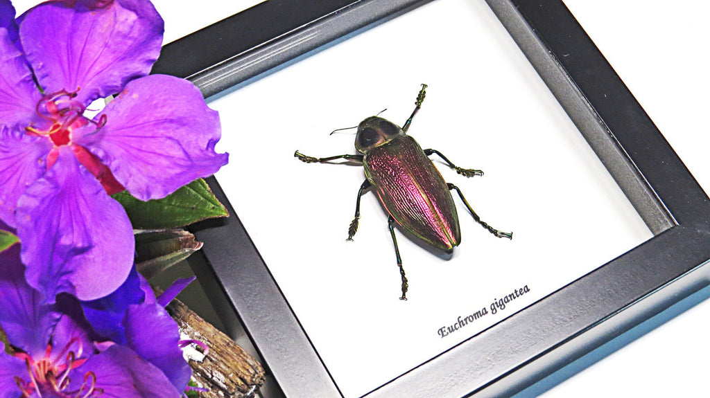 bugs beetles insects Euchroma gigantea Bits & Bugs