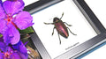 bugs beetles insects Euchroma gigantea Bits & Bugs