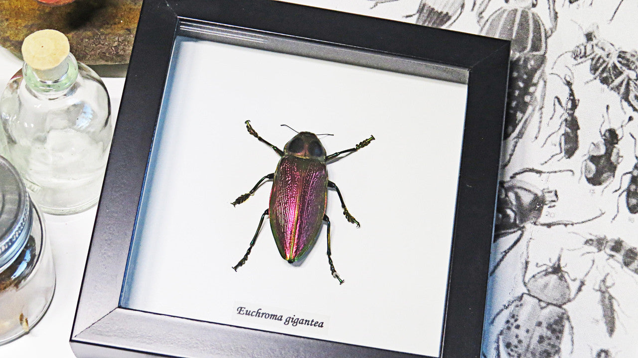 bugs beetles insects Euchroma gigantea Bits & Bugs