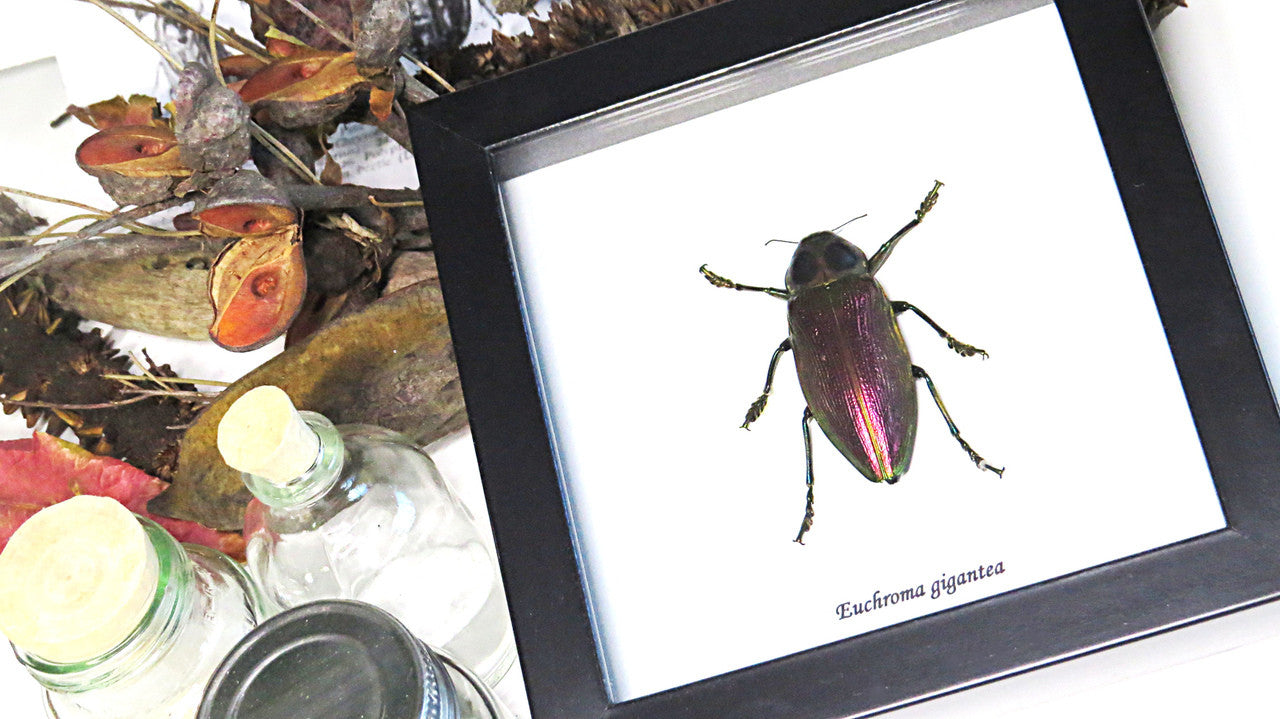 bugs beetles insects Euchroma gigantea Bits & Bugs