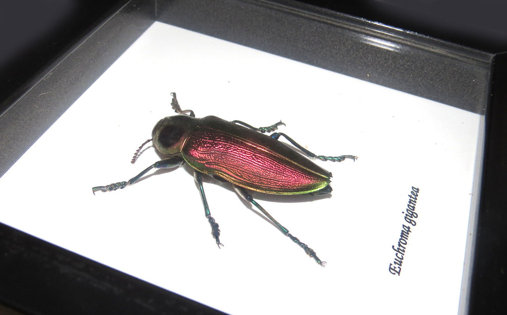 bugs beetles insects Euchroma gigantea Bits & Bugs