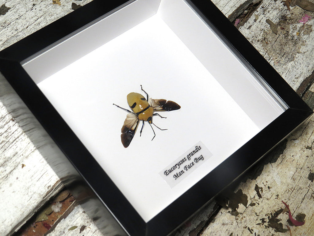 Eucorysses grandis