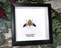 Eucorysses grandis