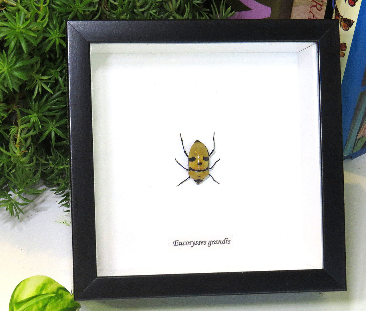 Eucorysses grandis