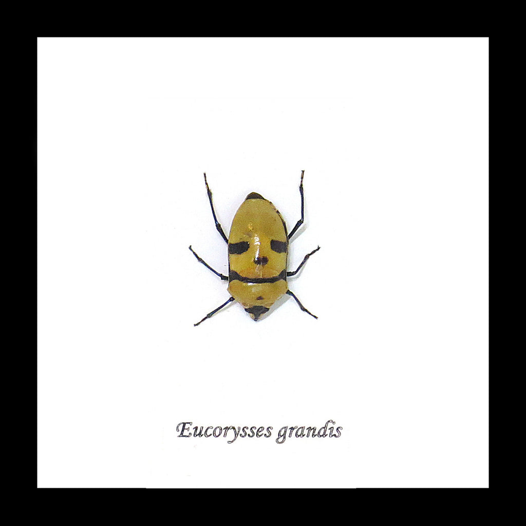 Eucorysses grandis