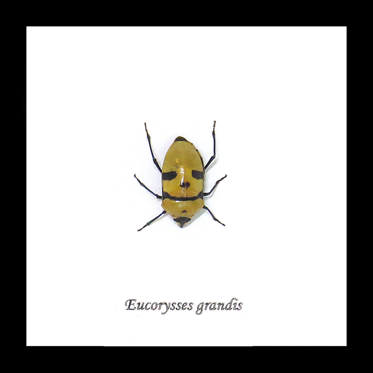 Eucorysses grandis