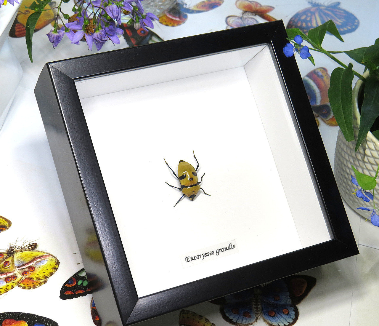 Eucorysses grandis