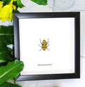 Eucorysses grandis