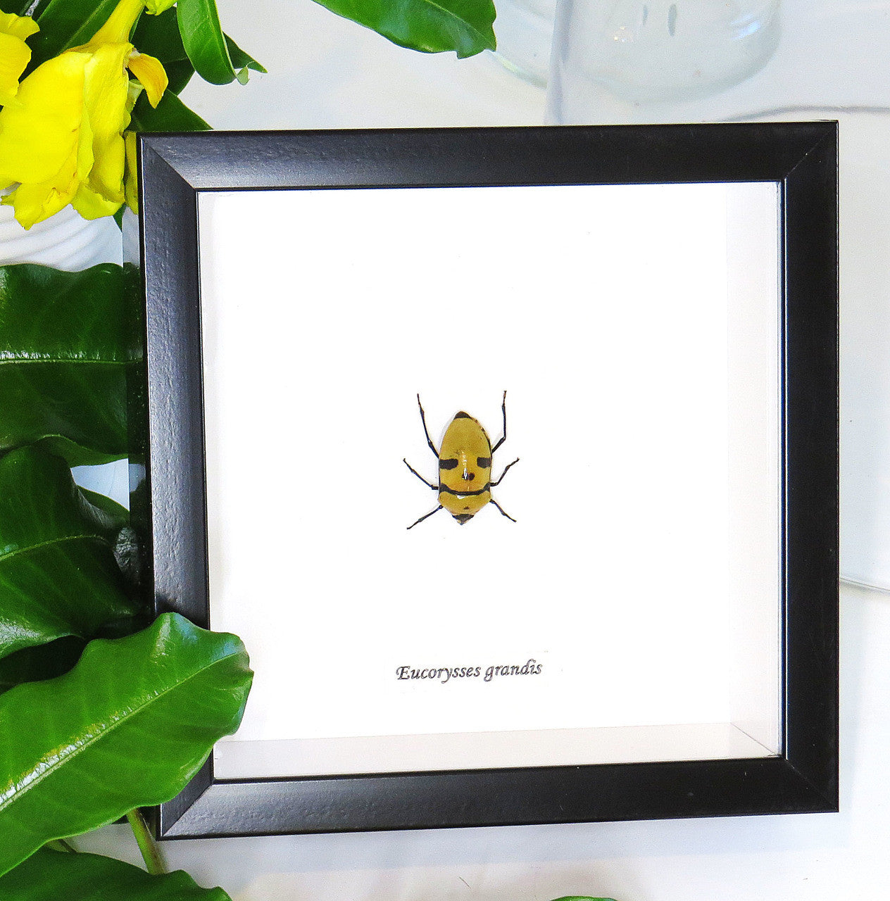 Eucorysses grandis