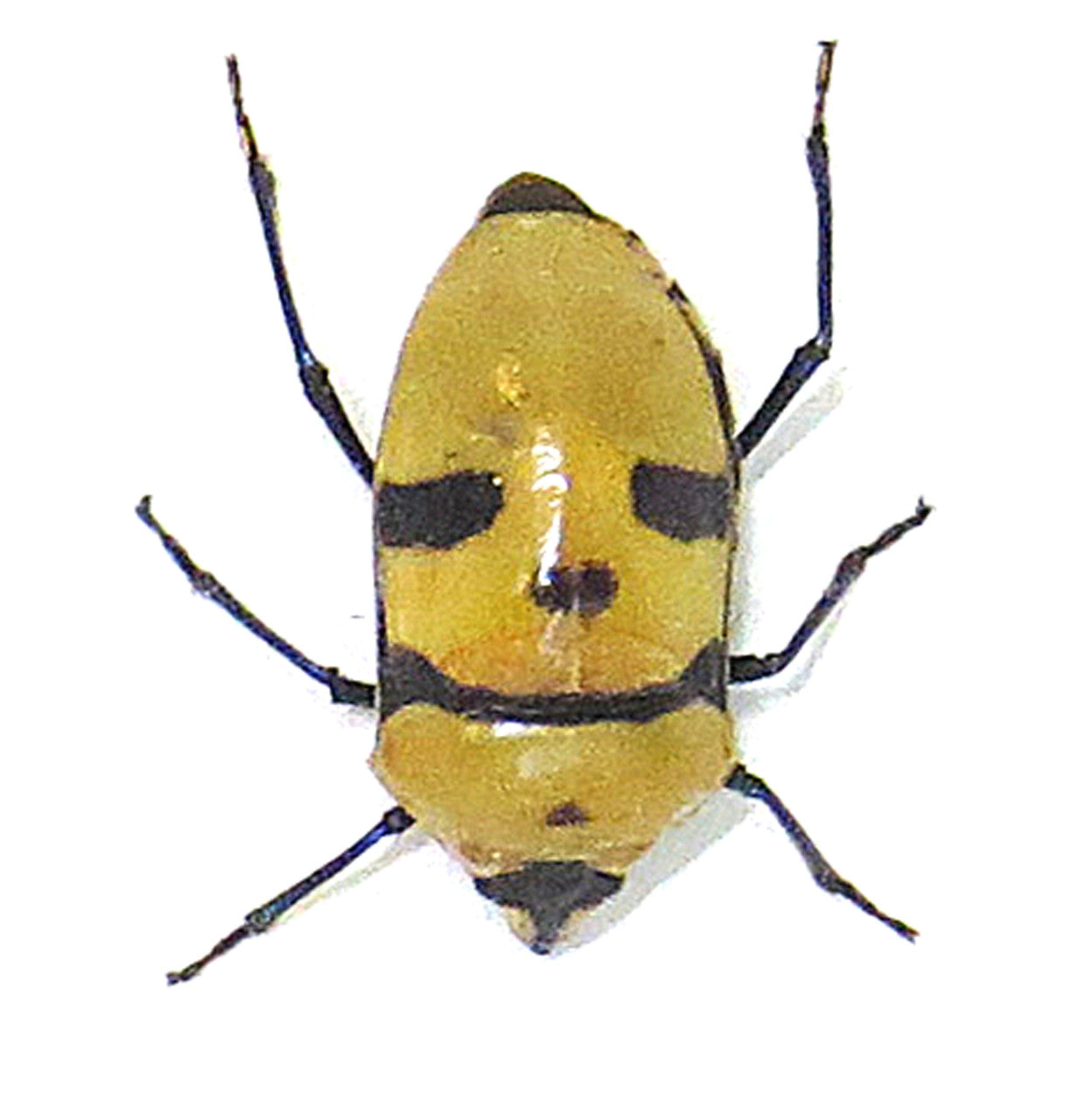 Death head bug