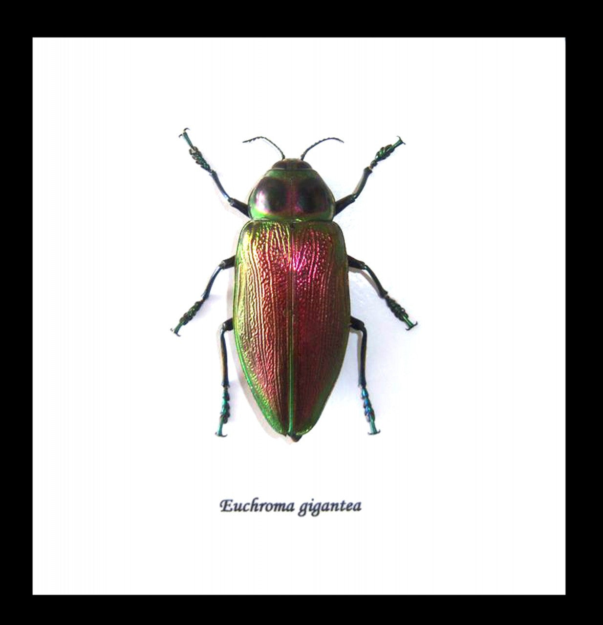 bugs beetles insects Euchroma gigantea Bits & Bugs