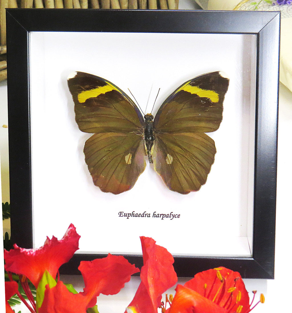 Euphaedra preussi # 5 ( special )