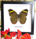 Euphaedra preussi # 5 ( special )