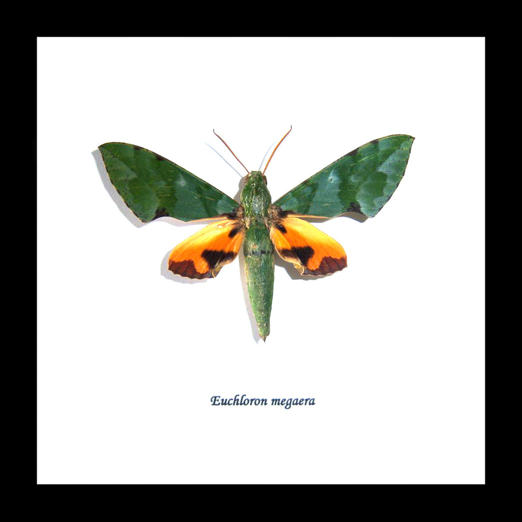 Real moth in frame  Euchloron megaera  Bits and Bugs