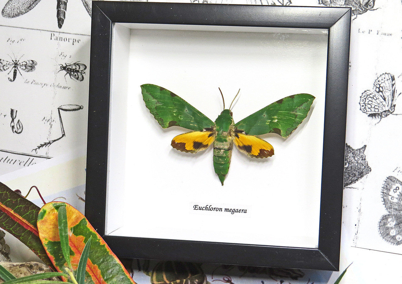 Real moth in frame  Euchloron megaera  Bits and Bugs