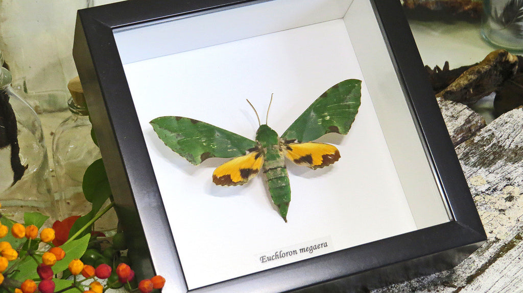 Real moth in frame  Euchloron megaera  Bits and Bugs