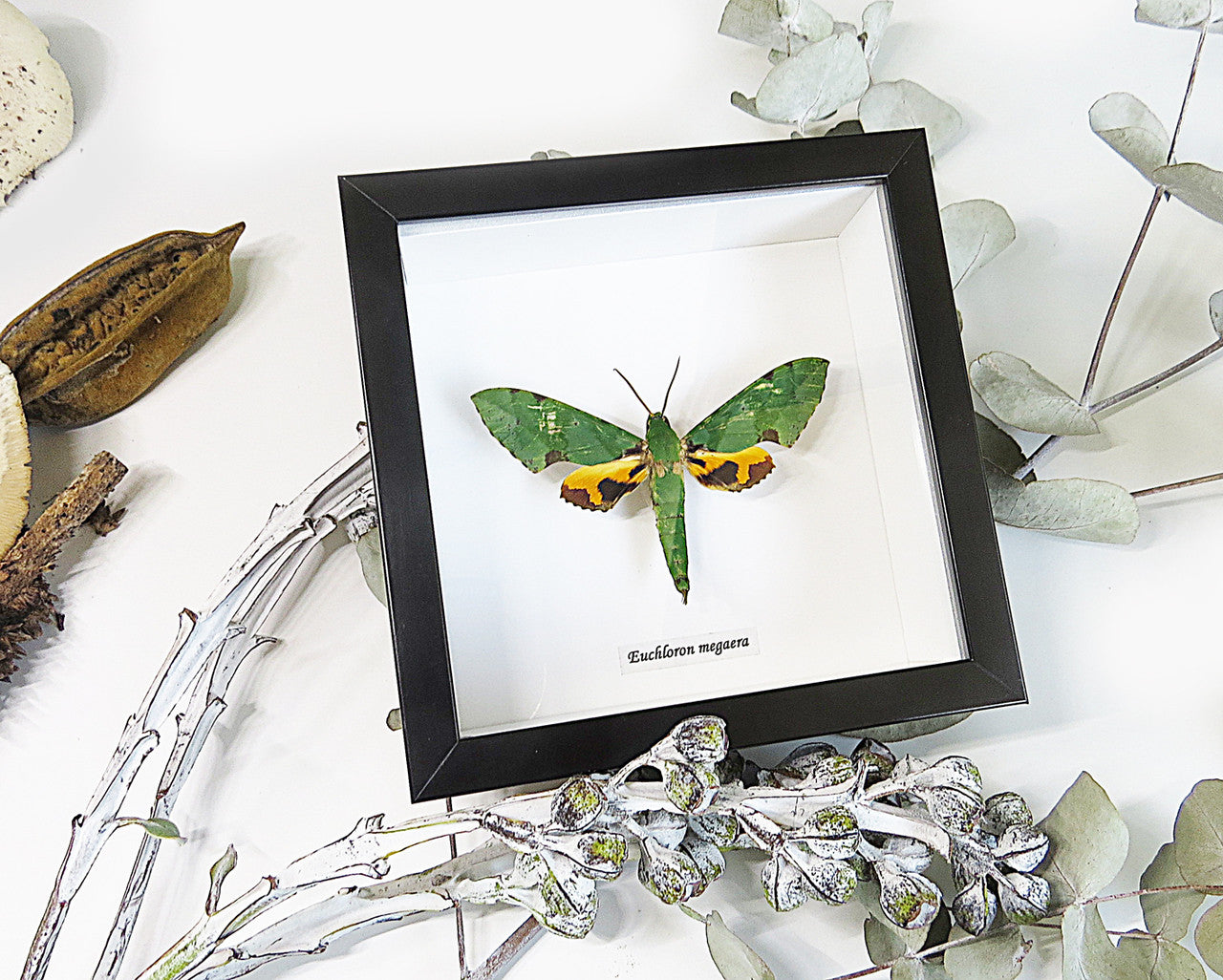 Real moth in frame  Euchloron megaera  Bits and Bugs