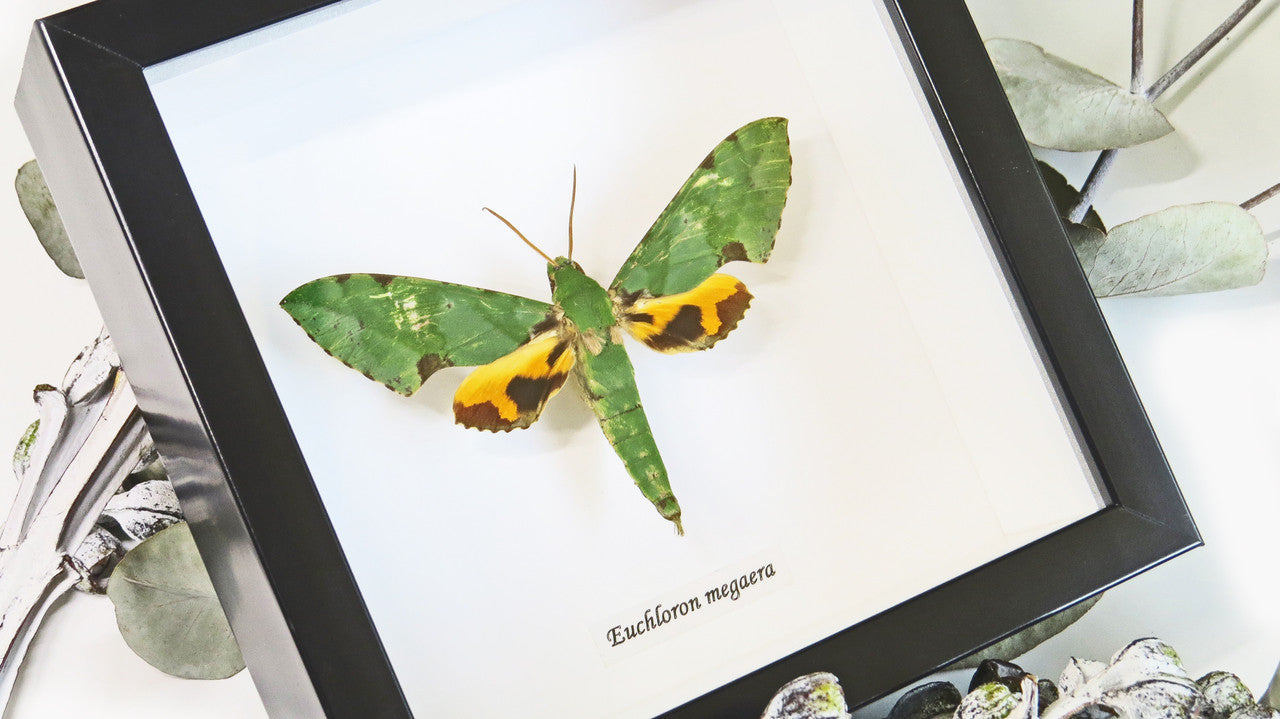 Real moth in frame  Euchloron megaera  Bits and Bugs
