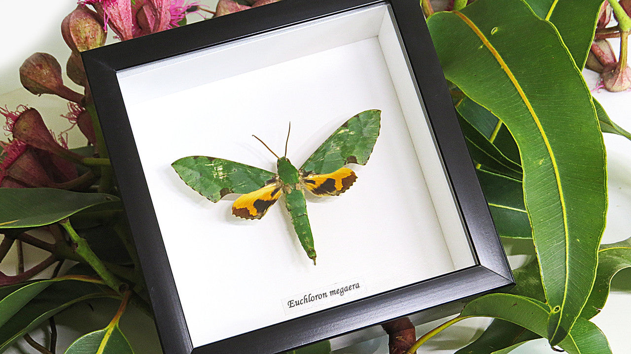 Real moth in frame  Euchloron megaera  Bits and Bugs