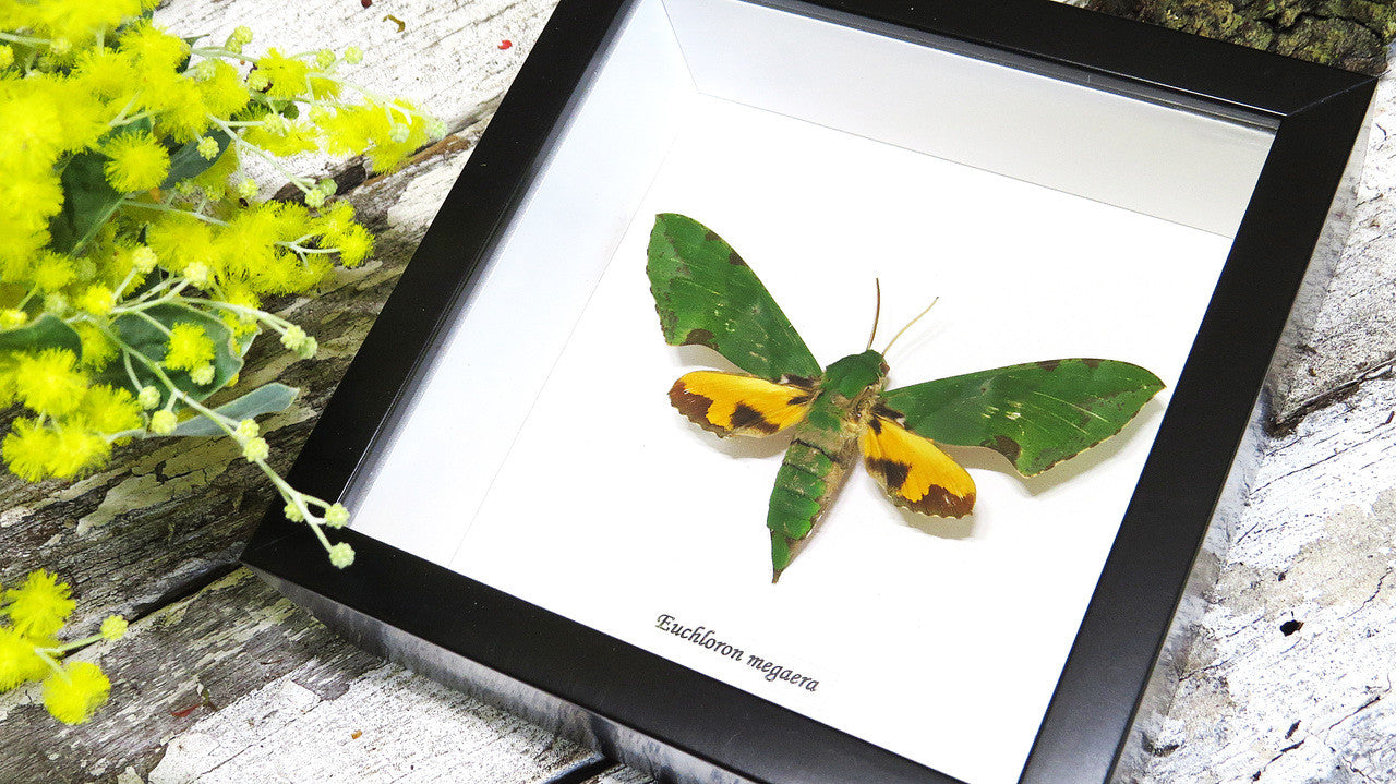 Real moth in frame  Euchloron megaera  Bits and Bugs