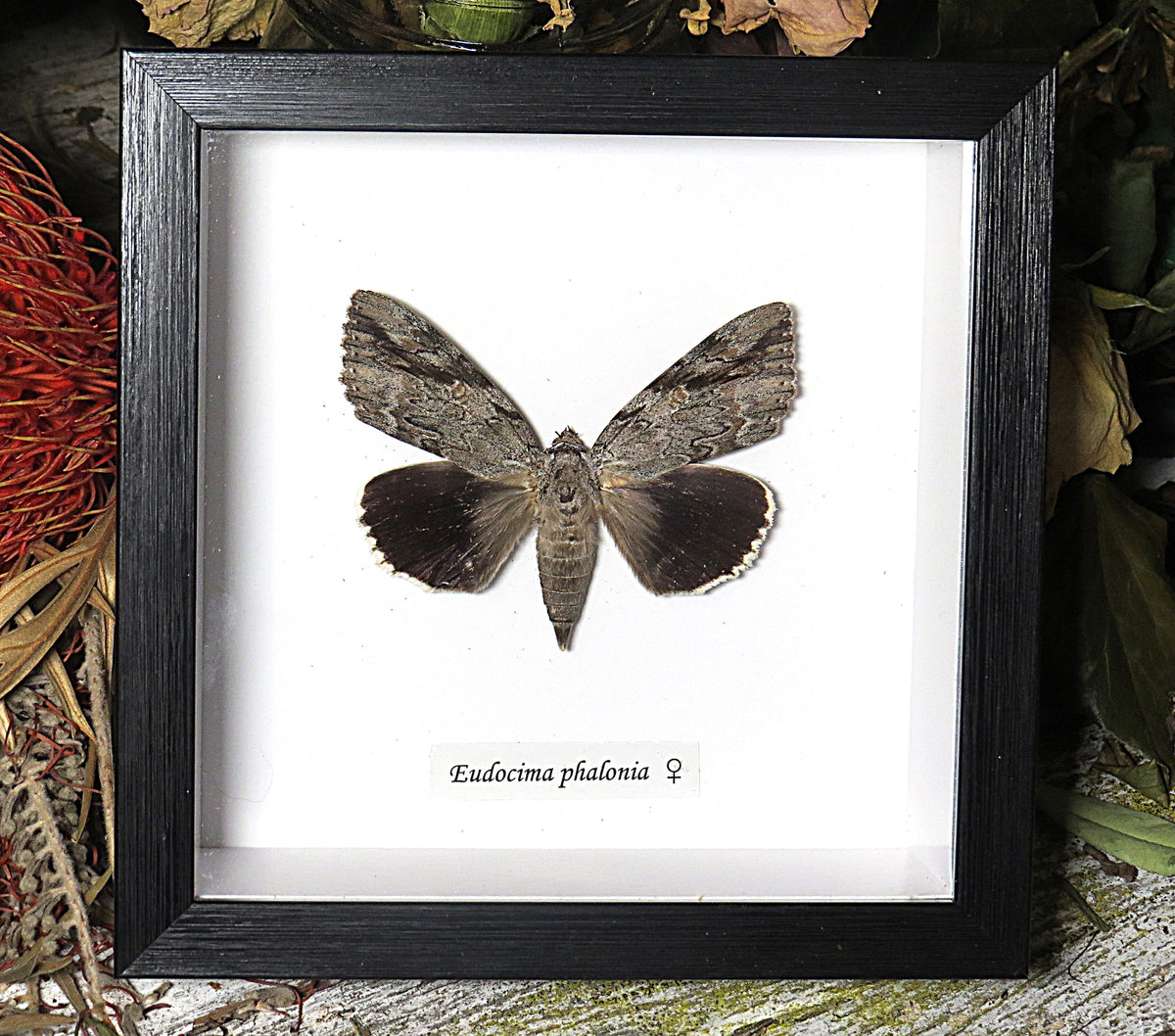 Eudocima phalonia moth female