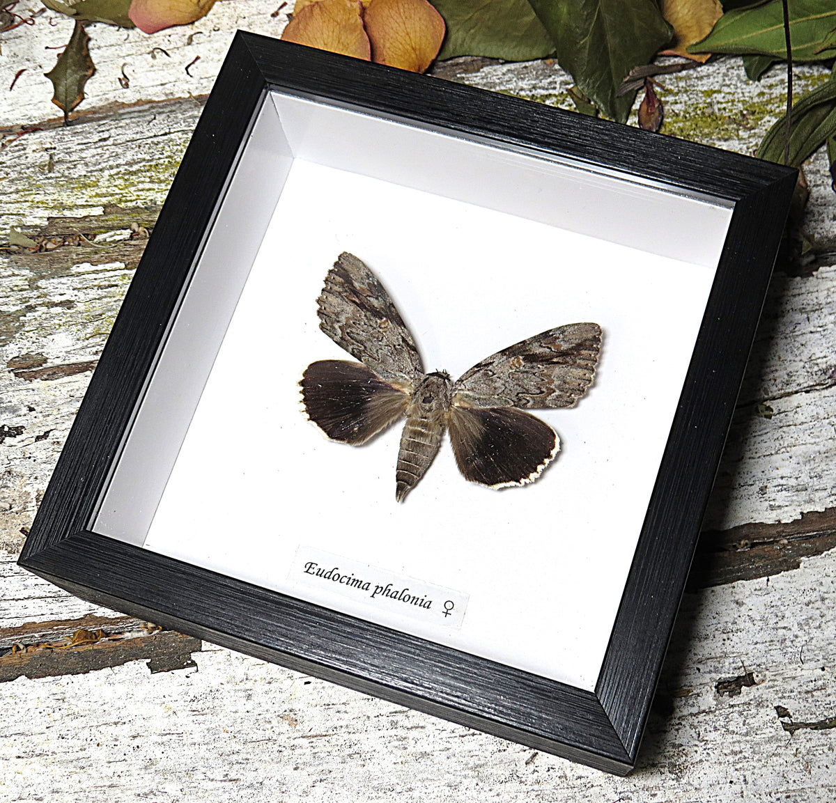 Eudocima phalonia moth female