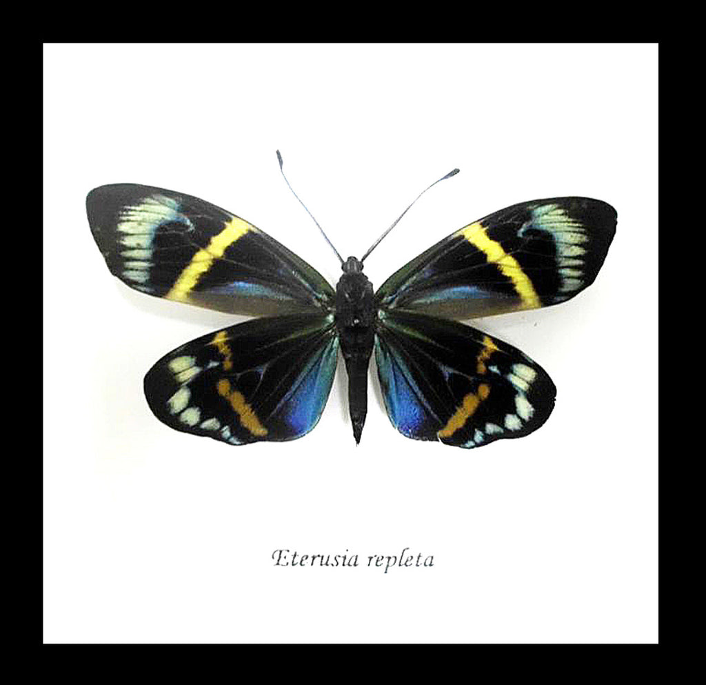 Framed Moths Eterusia repleta Bits & Bugs 