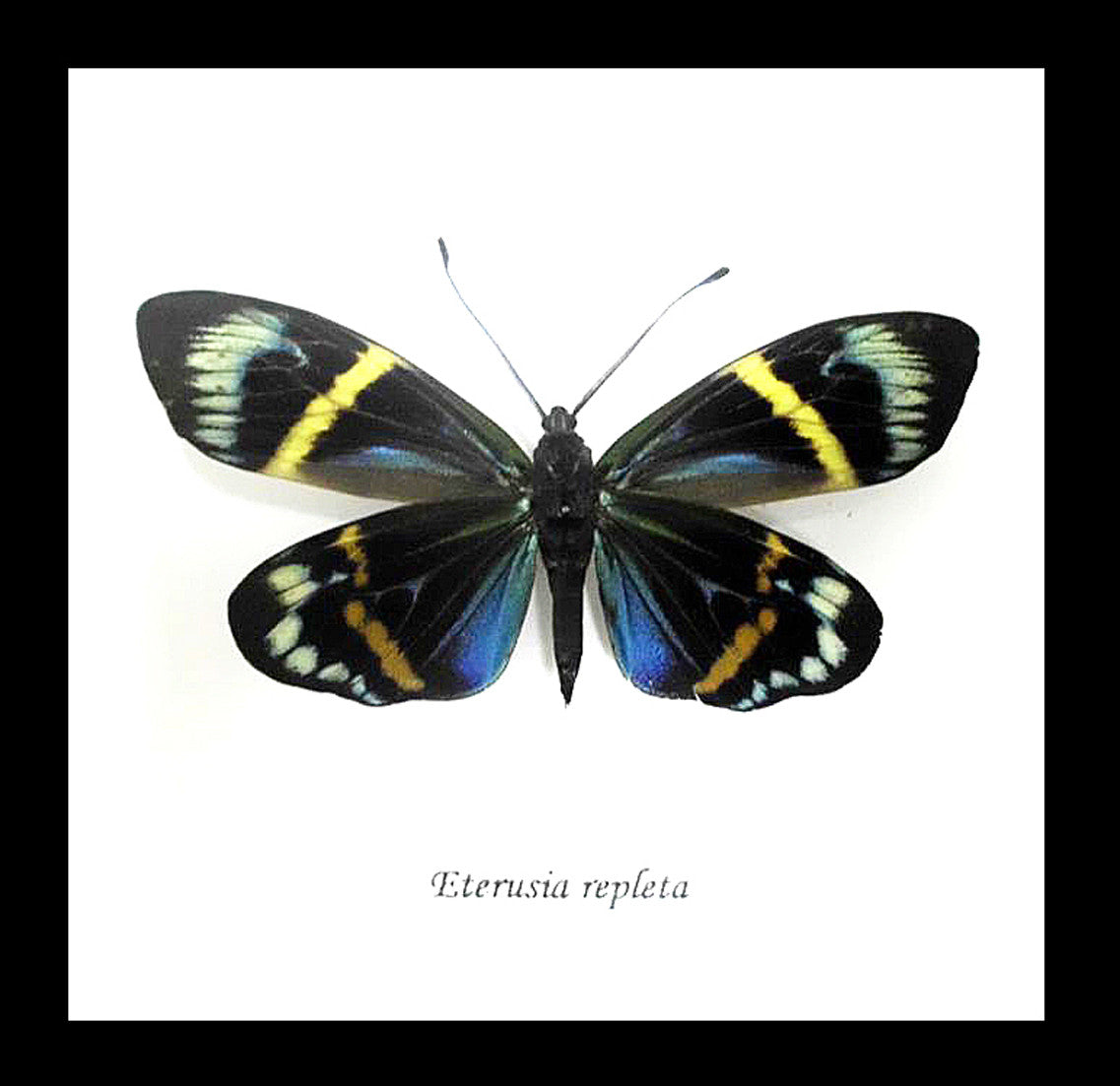 Framed Moths Eterusia repleta Bits & Bugs 