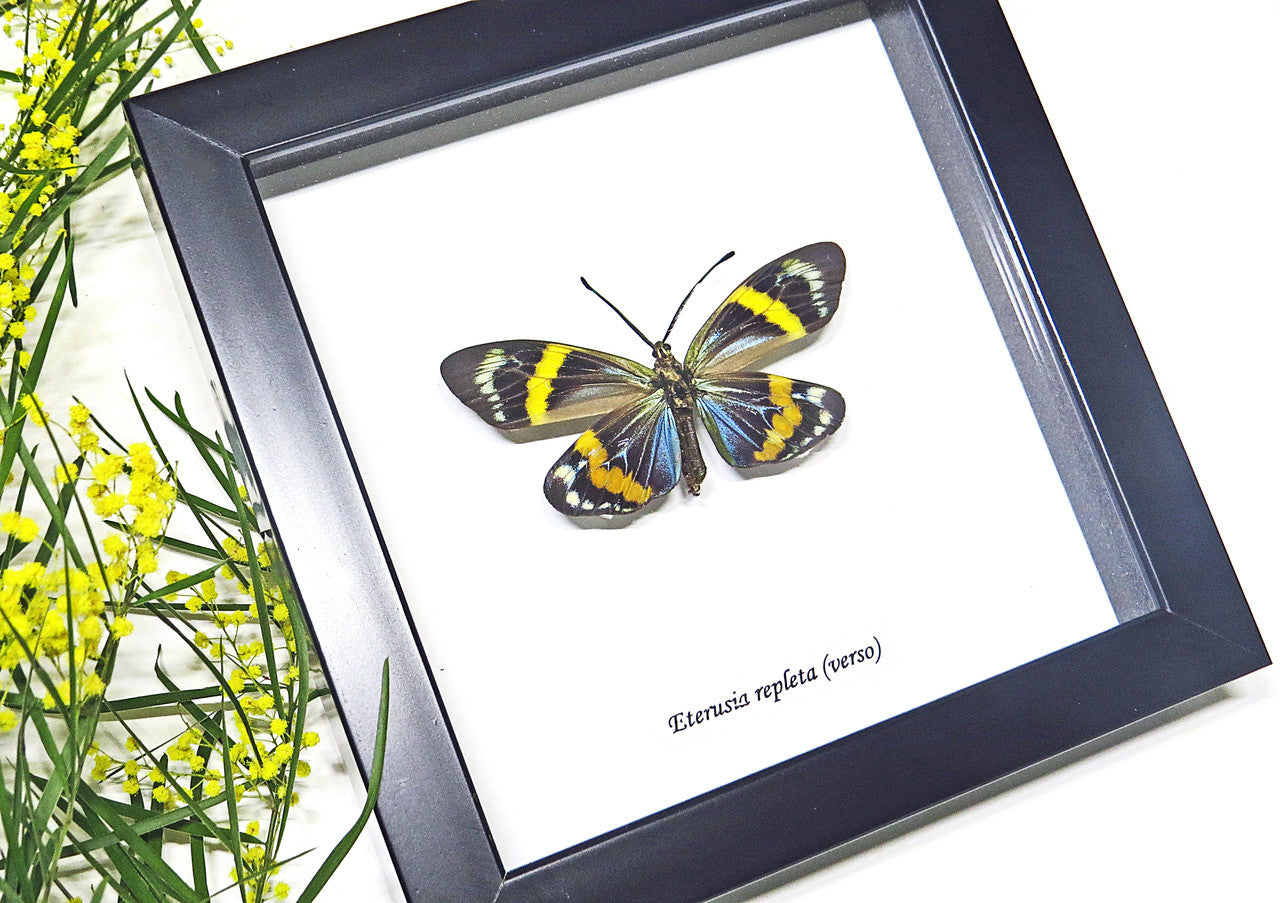 Framed Moths Eterusia repleta Bits & Bugs 