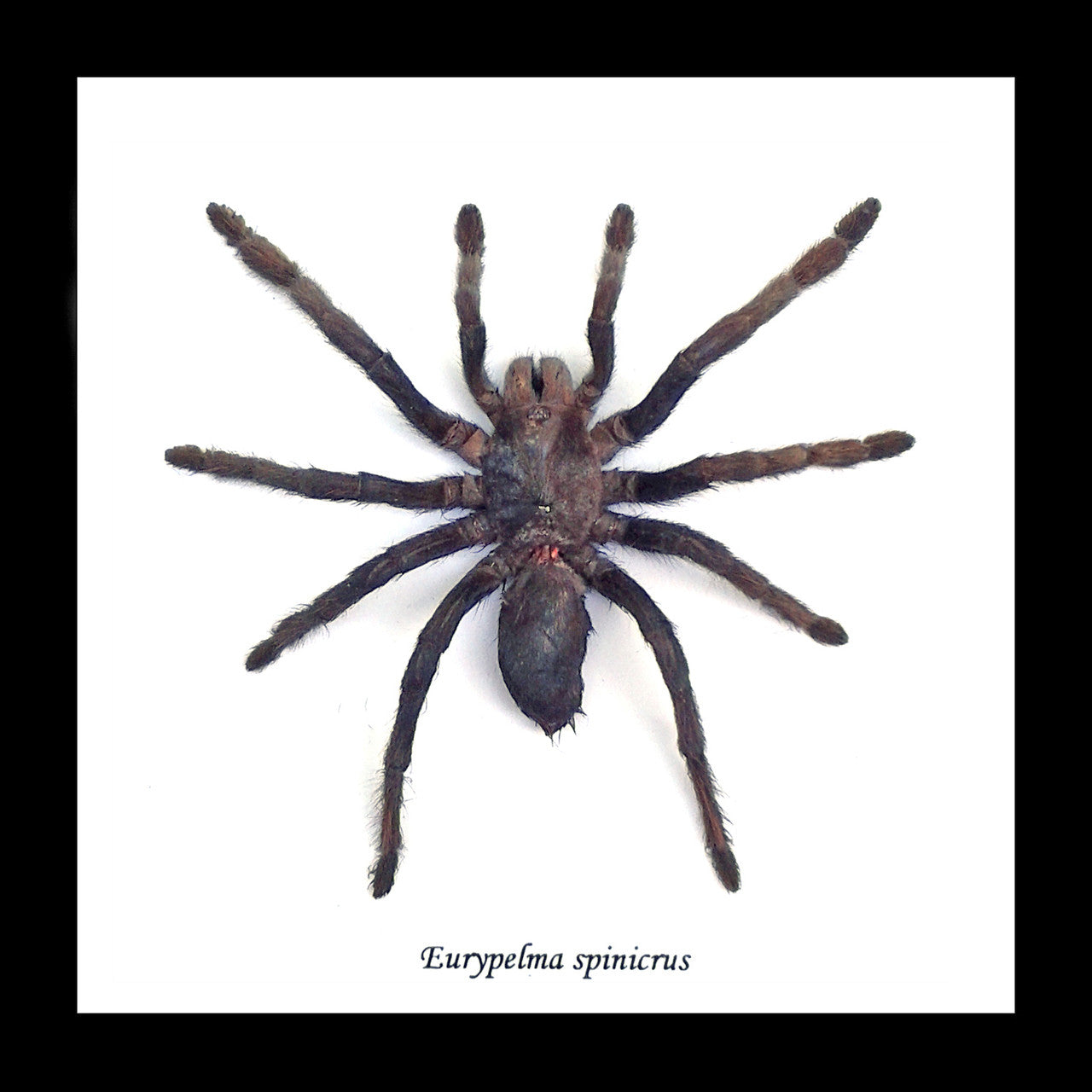 Eurypelma spinicrus Med ( special )