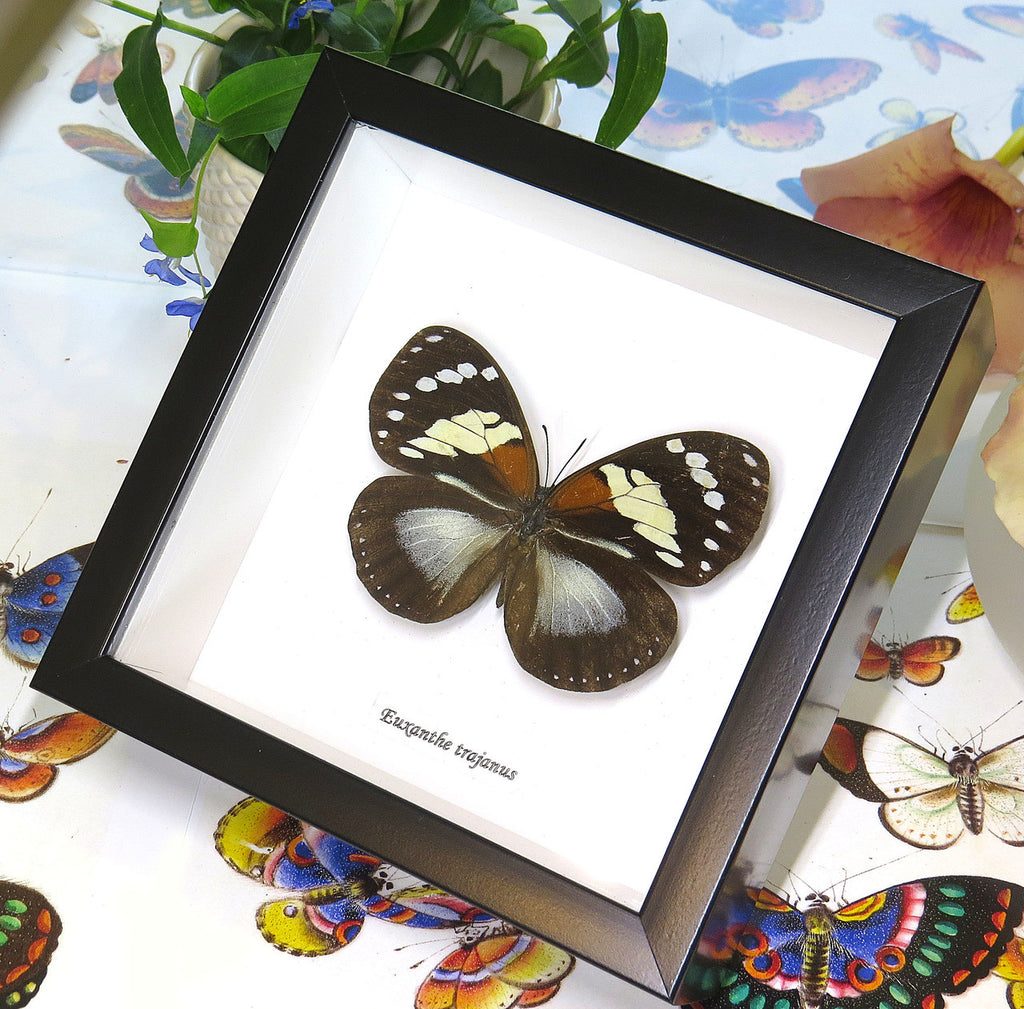African butterfly Euxanthe trajanus bits and bugs
