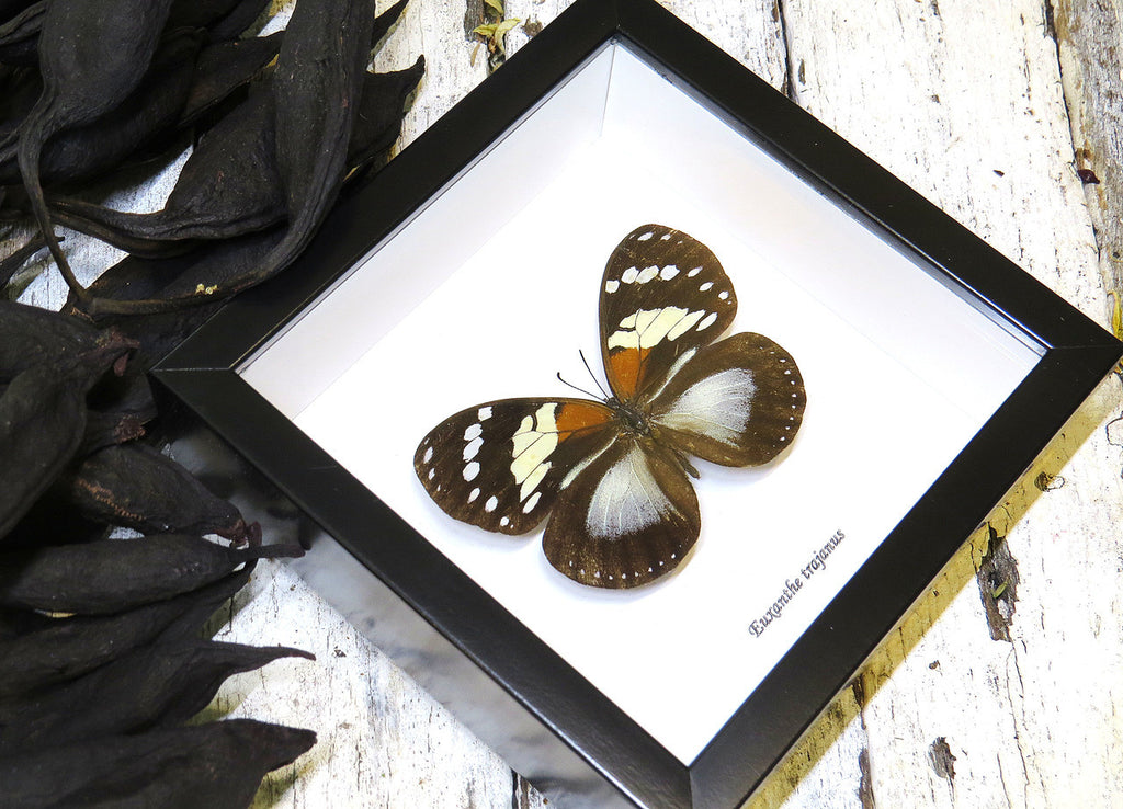 African butterfly Euxanthe trajanus bits and bugs