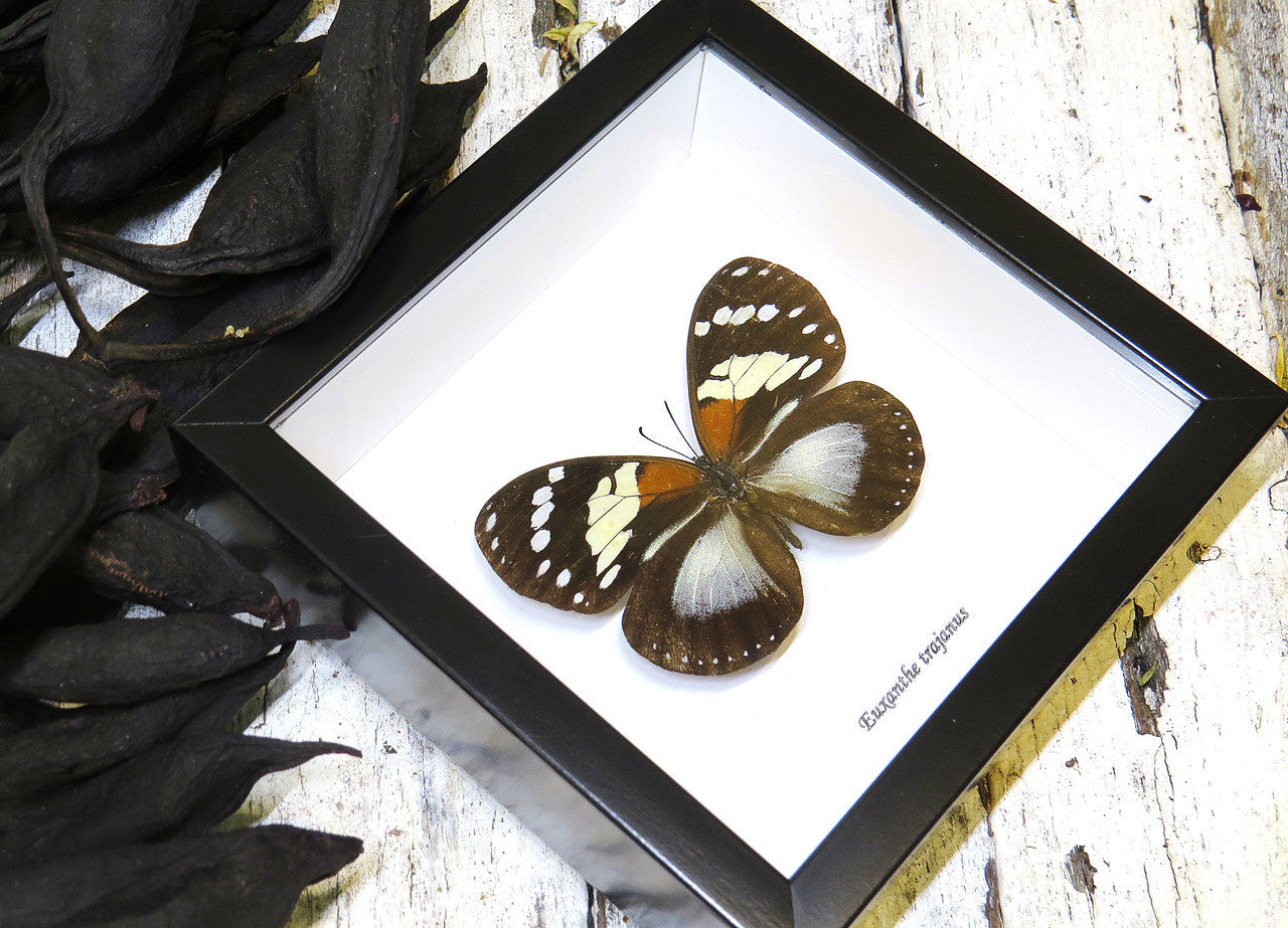 African butterfly Euxanthe trajanus bits and bugs