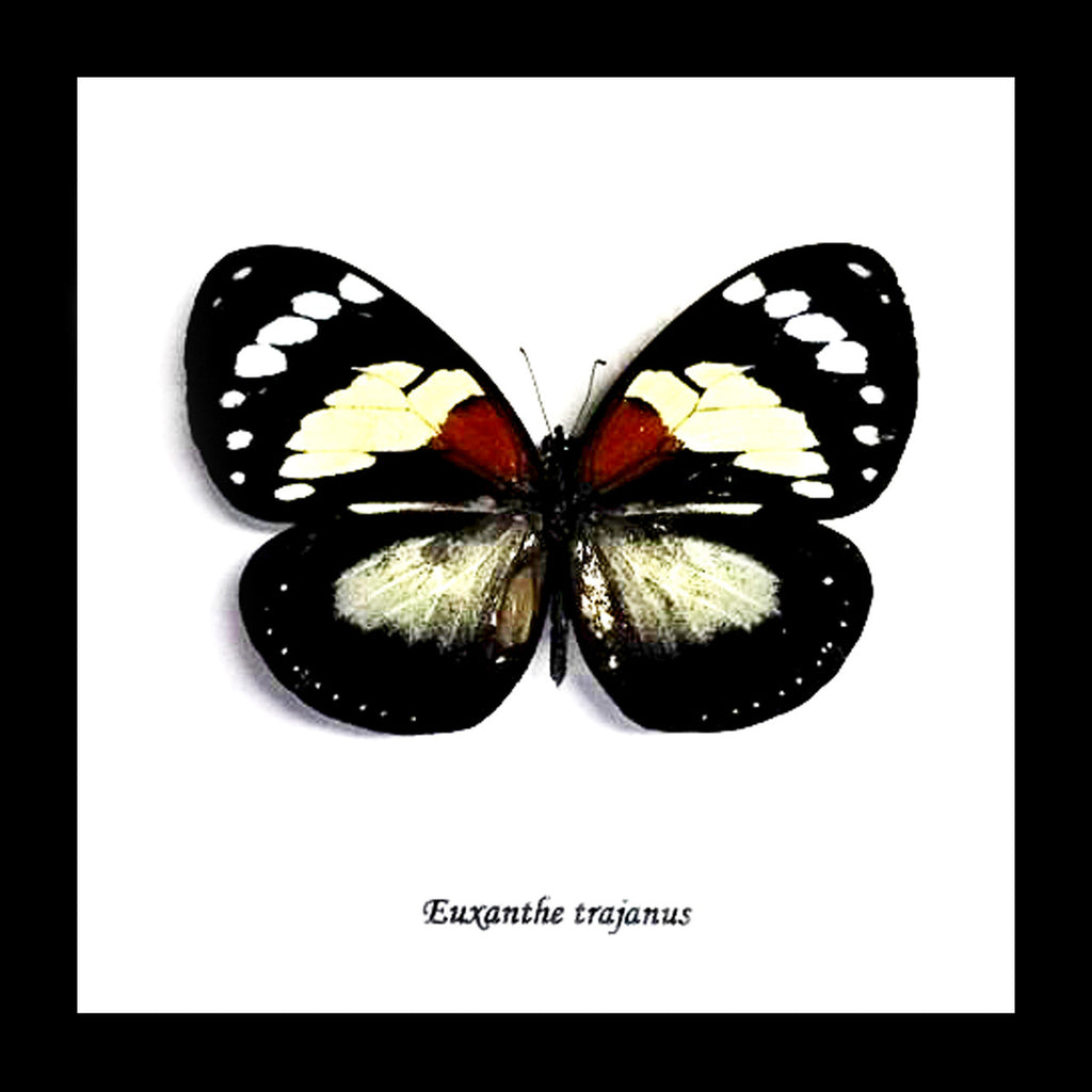 African butterfly Euxanthe trajanus bits and bugs