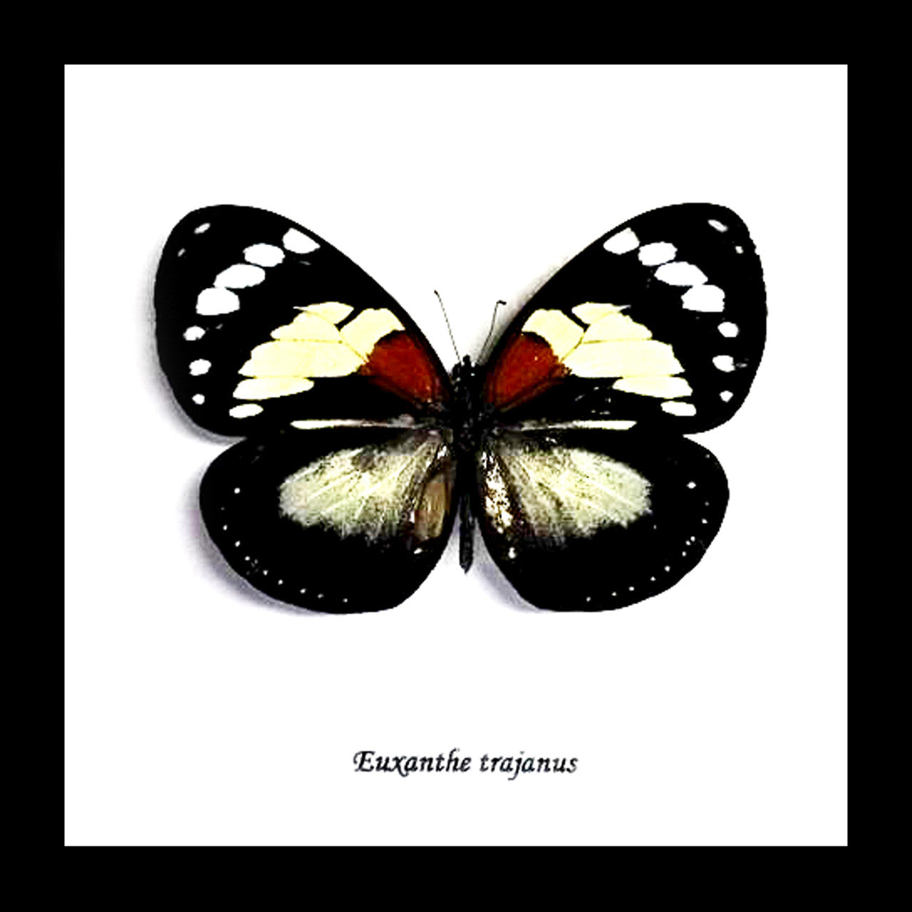 African butterfly Euxanthe trajanus bits and bugs
