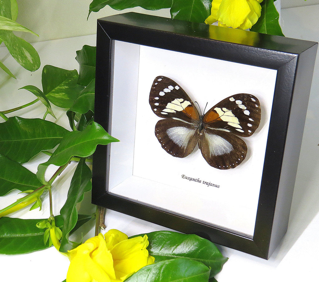 African butterfly Euxanthe trajanus bits and bugs