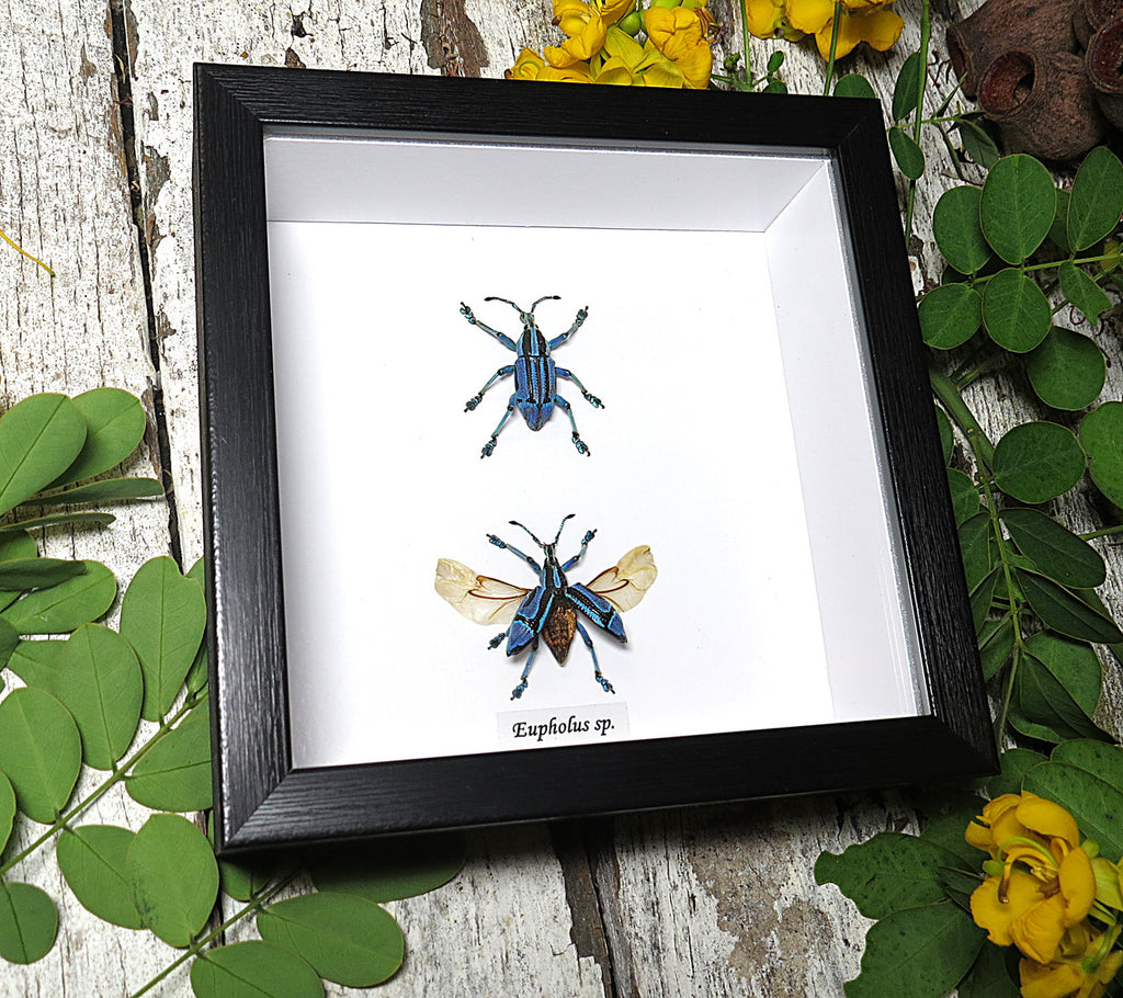Eupholeus bennetti