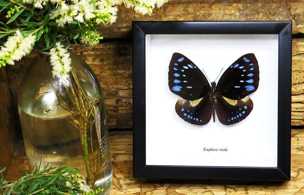 Framed butterlies  for sale Australia 