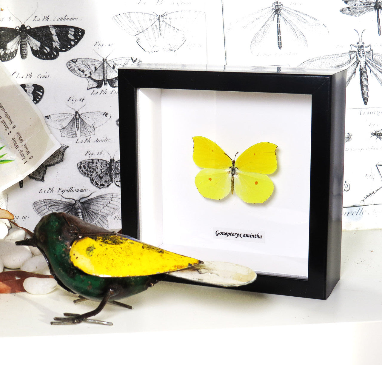 Gonepteryx amintha