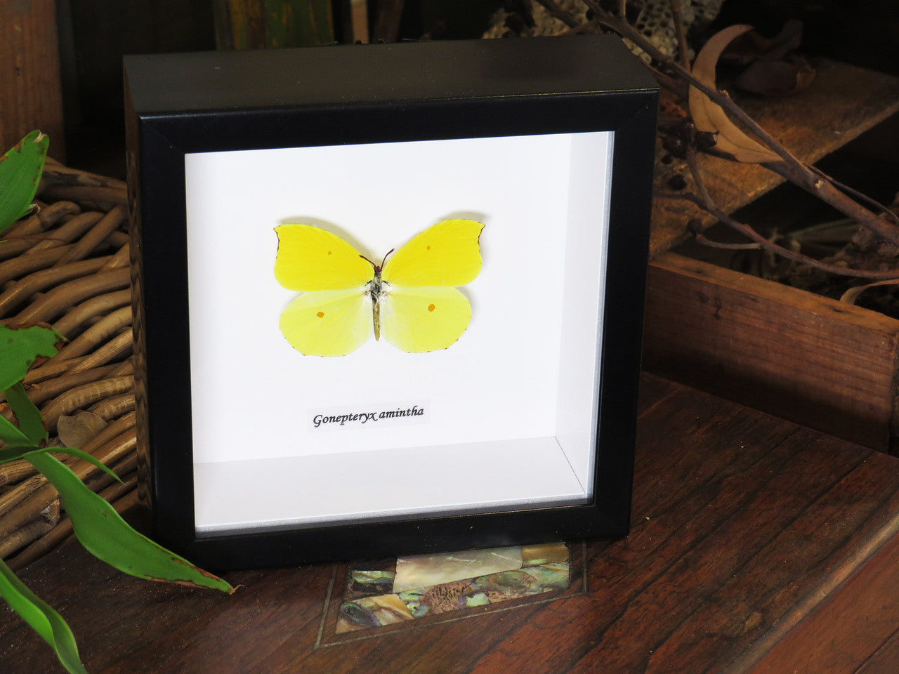 Gonepteryx amintha
