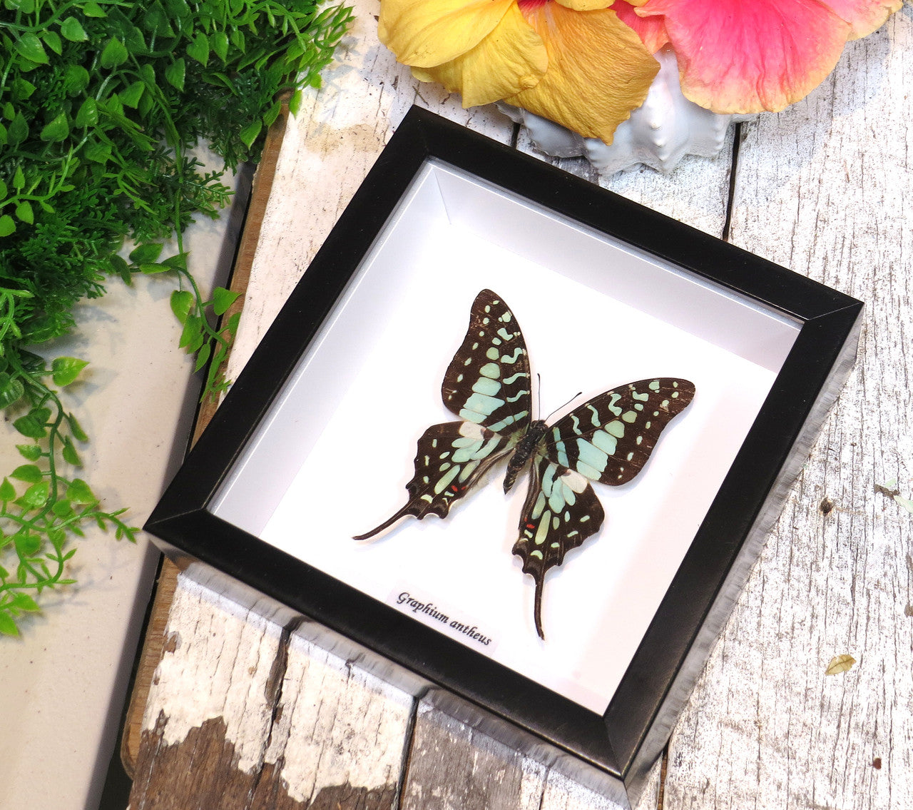  Graphium antheus